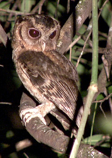 Sunda Scops-Owl - ML205071061
