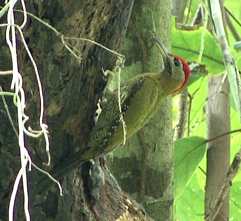 Streak-breasted Woodpecker - ML205071091