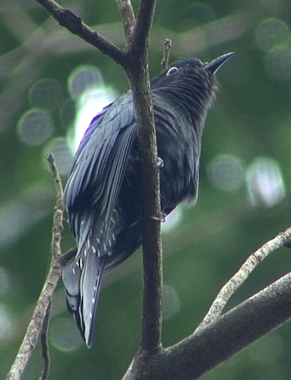 Square-tailed Drongo-Cuckoo - ML205071181
