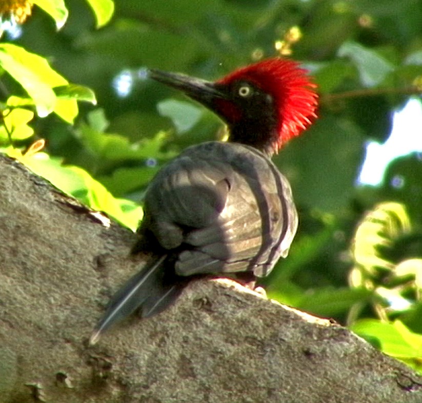 Andaman Woodpecker - ML205071361