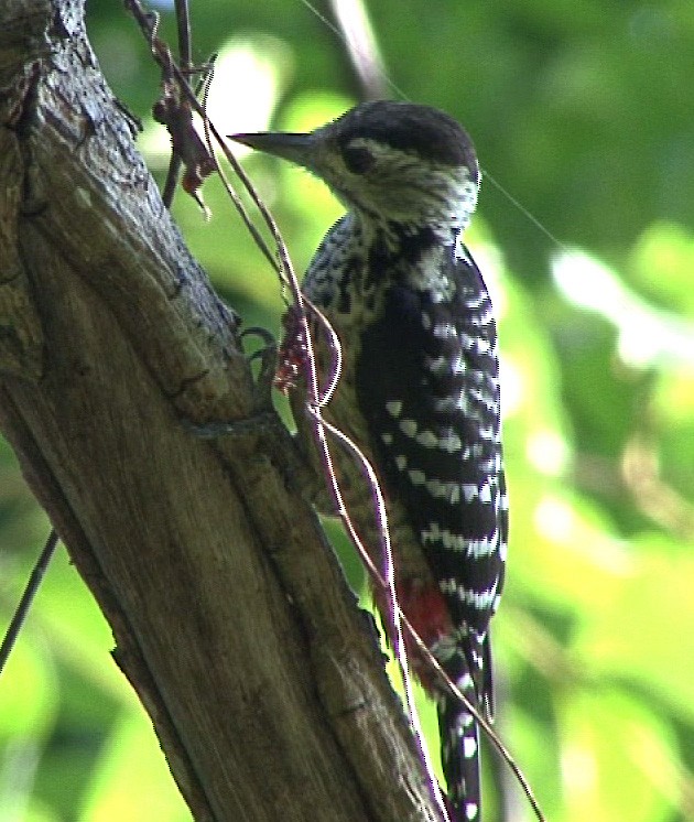 Freckle-breasted Woodpecker - Josep del Hoyo