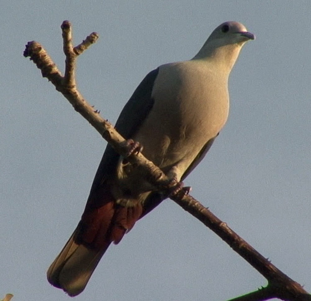 Green Imperial-Pigeon (Green) - ML205071401
