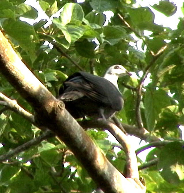 Andaman Wood-Pigeon - ML205071421