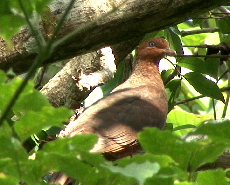 Andaman Cuckoo-Dove - ML205071441