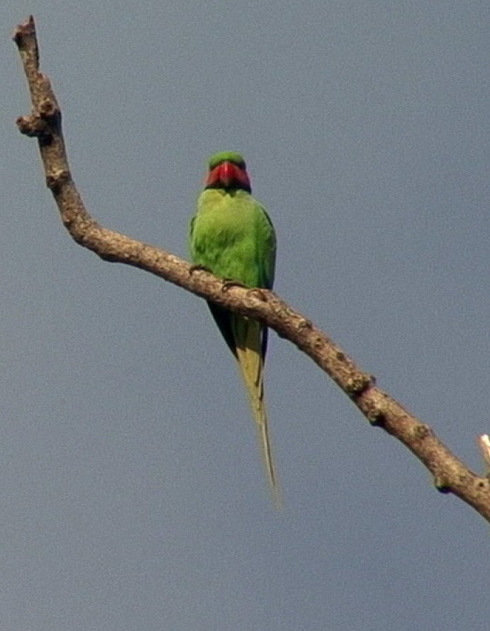 Long-tailed Parakeet (Andaman) - ML205071491