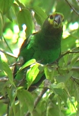 Yellow-fronted Parrot - ML205071551