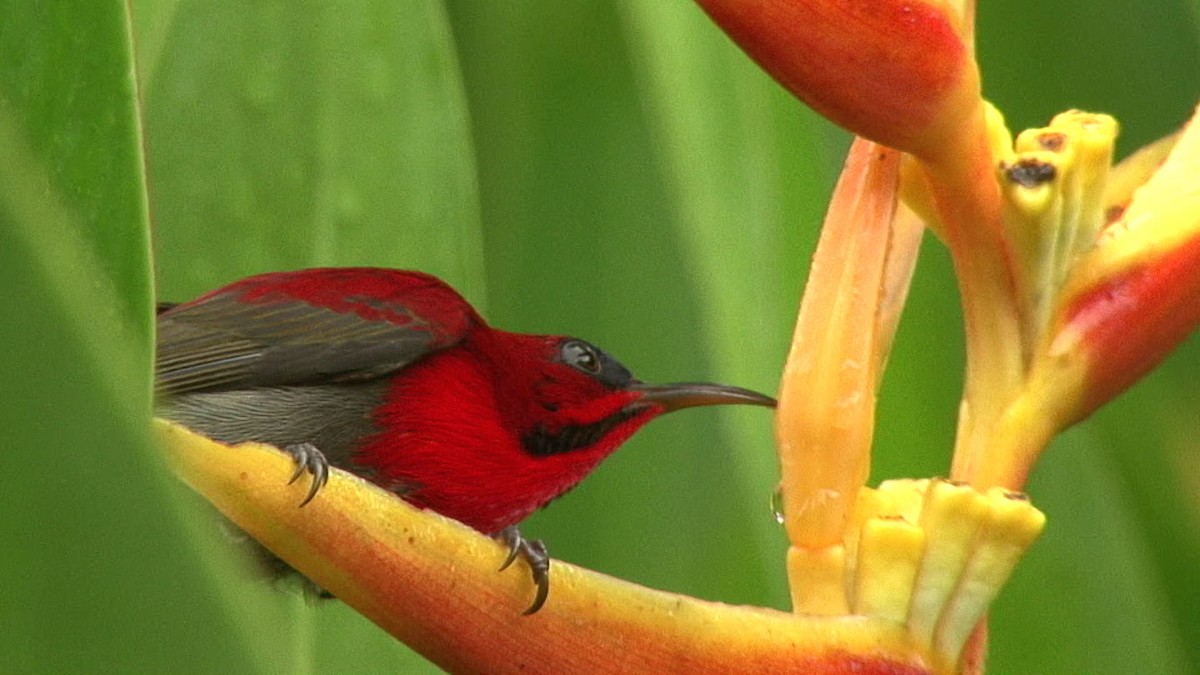 Crimson Sunbird (Crimson) - ML205071581