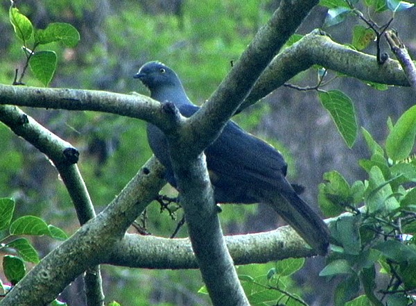 Timor Imperial-Pigeon - ML205072031