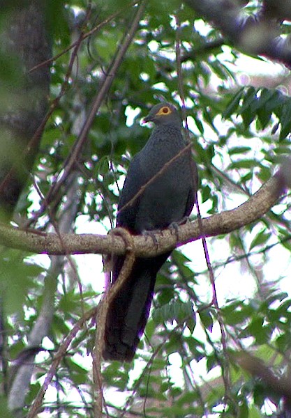 holub timorský - ML205072061