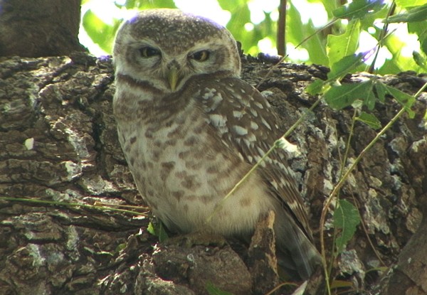 Spotted Owlet - Josep del Hoyo