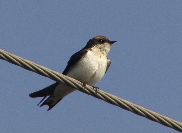 Wire-tailed Swallow - ML205072131