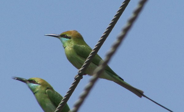 Asian Green Bee-eater - ML205072151