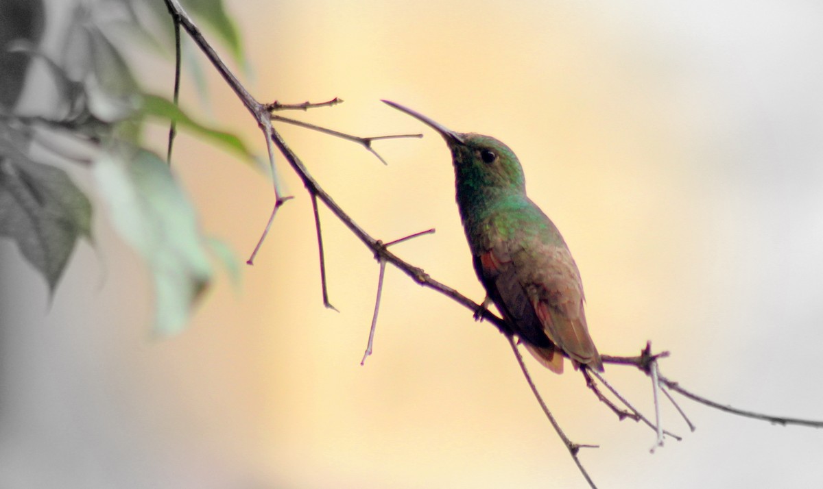 Berylline Hummingbird - Rolando Chávez
