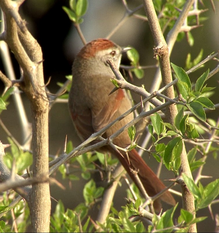 Sooty-fronted Spinetail - ML205073451
