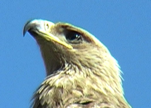 Tawny Eagle - Josep del Hoyo