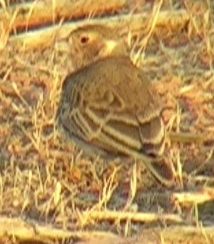 Chestnut-headed Sparrow-Lark - Josep del Hoyo