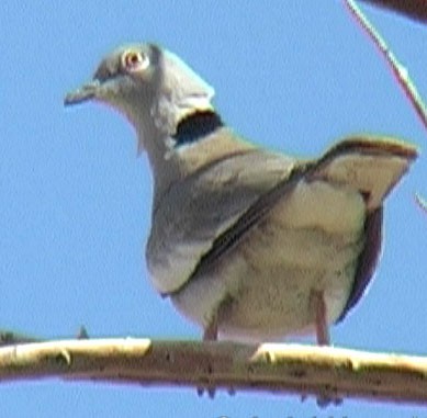White-winged Collared-Dove - ML205073691
