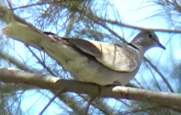 White-winged Collared-Dove - ML205073701