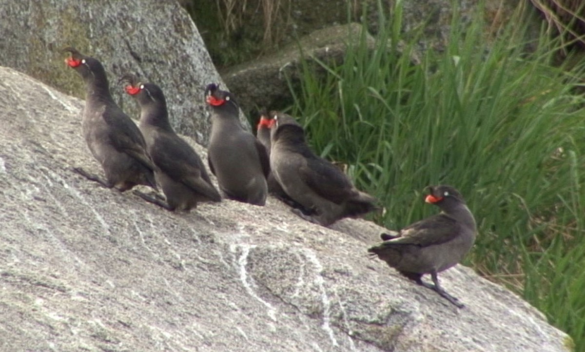 Crested Auklet - ML205073741