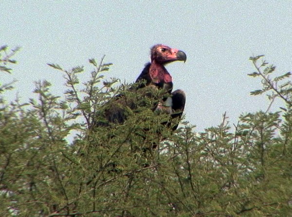 Red-headed Vulture - ML205074111