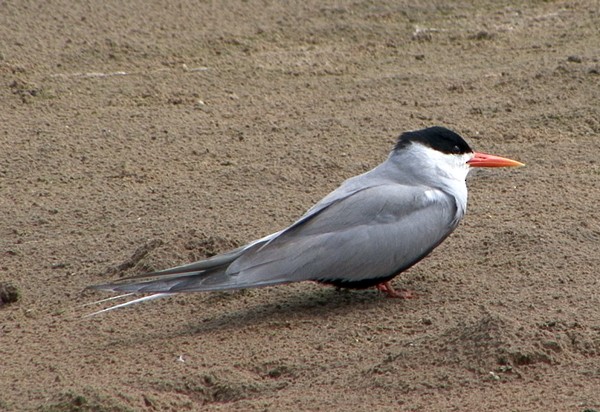 Black-bellied Tern - ML205074151
