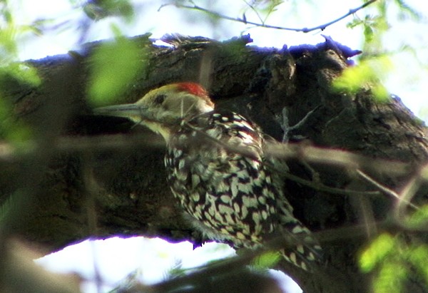 Yellow-crowned Woodpecker - ML205074231