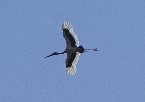 Black-necked Stork - ML205074251