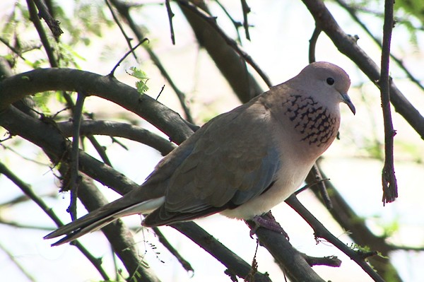 Laughing Dove - ML205074341