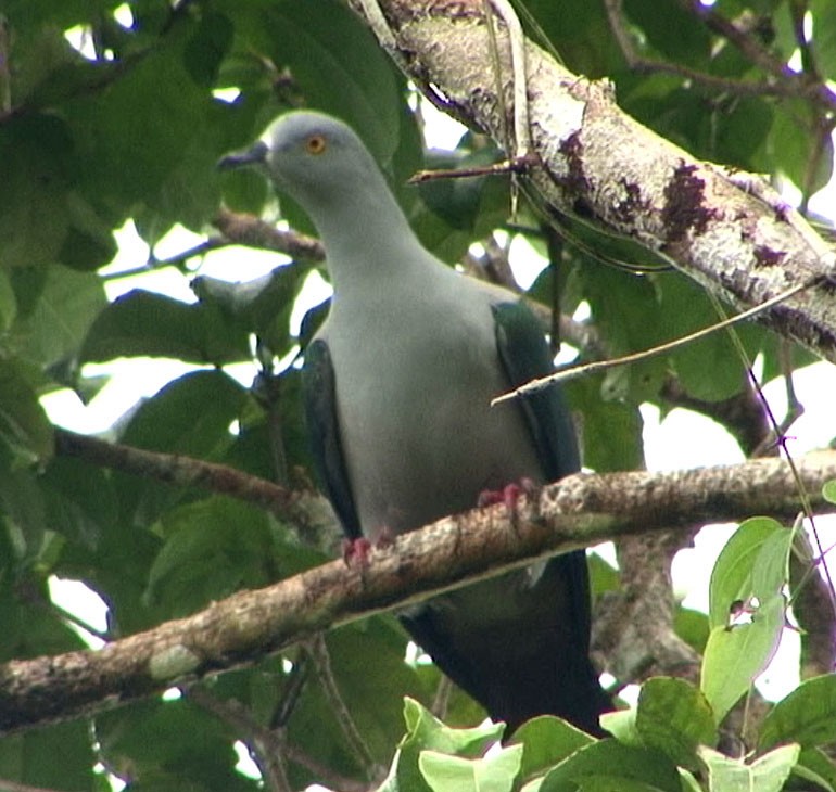 Spice Imperial-Pigeon (Gray-naped) - ML205075321