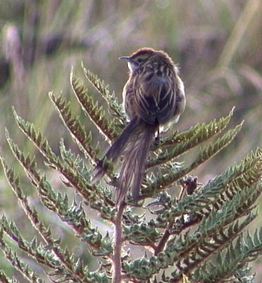 Papuan Grassbird - ML205075401