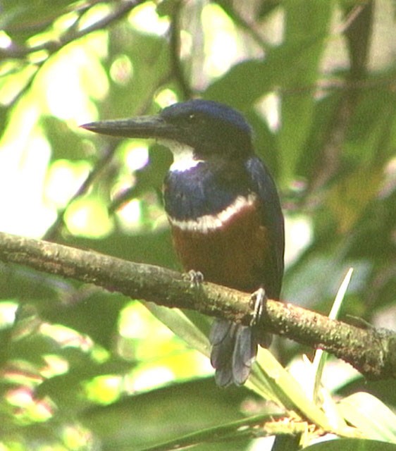 Blue-black Kingfisher - Josep del Hoyo