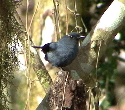 Blue-gray Robin - Josep del Hoyo