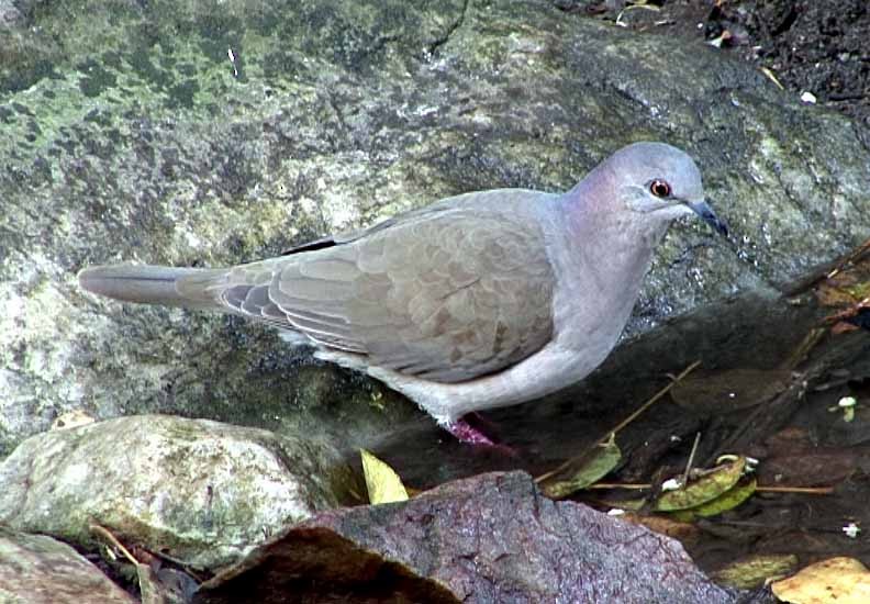 White-tipped Dove (brasiliensis Group) - ML205075761