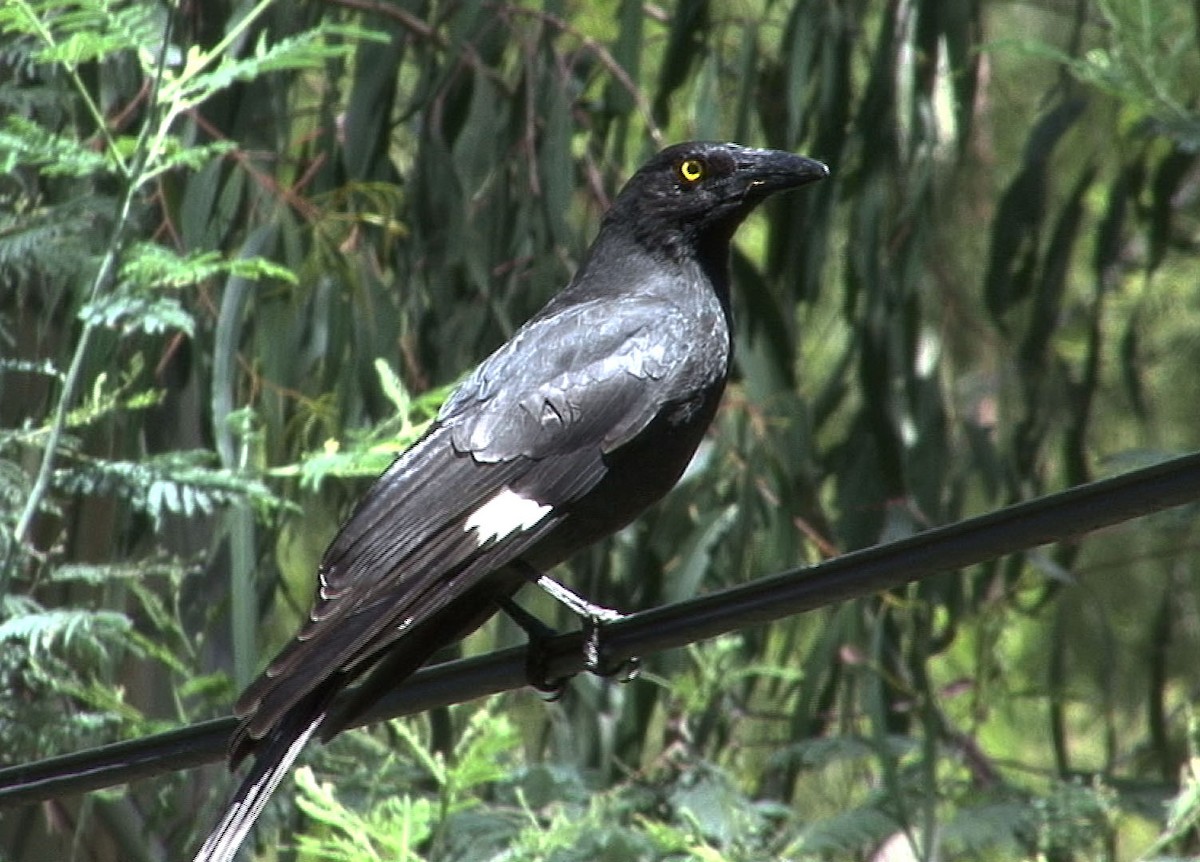 Pied Currawong - ML205076081
