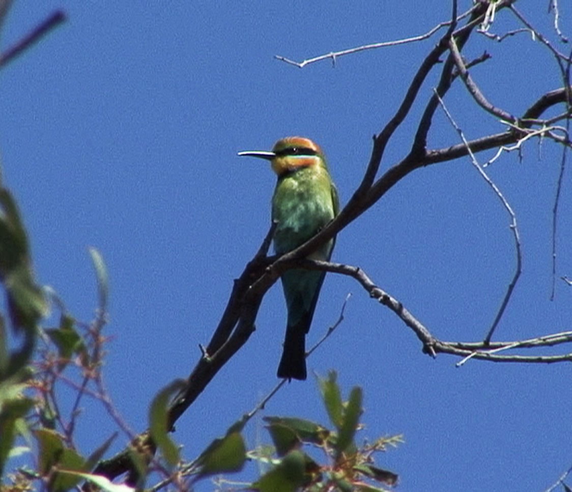 Rainbow Bee-eater - Josep del Hoyo