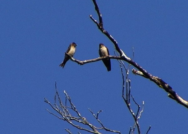 White-thighed Swallow - ML205076501