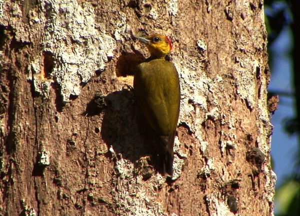 Yellow-throated Woodpecker - ML205076531