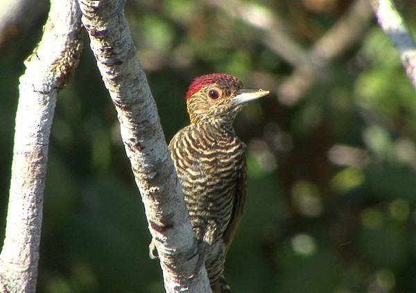 Golden-collared Woodpecker - ML205076591
