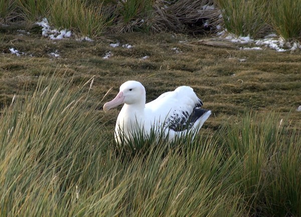 Snowy Albatross - Josep del Hoyo