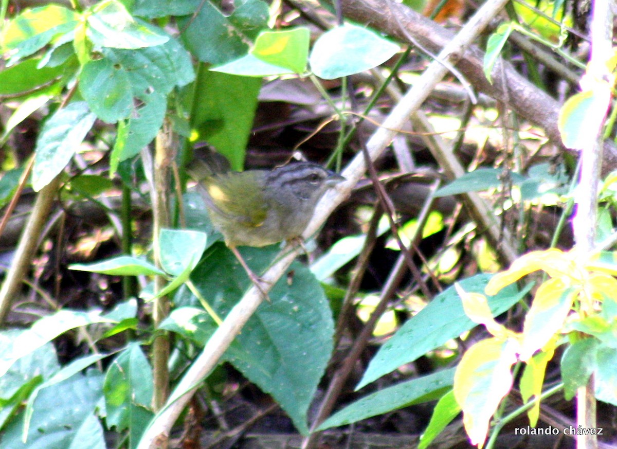 Green-backed Sparrow - Rolando Chávez