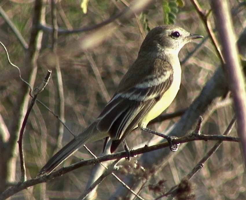 Southern Mouse-colored Tyrannulet - ML205077811