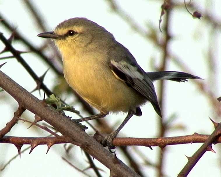 Greater Wagtail-Tyrant (Caatinga) - eBird