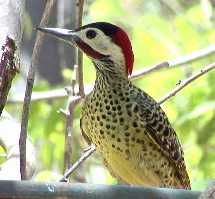 Green-barred Woodpecker (Green-barred) - ML205077941
