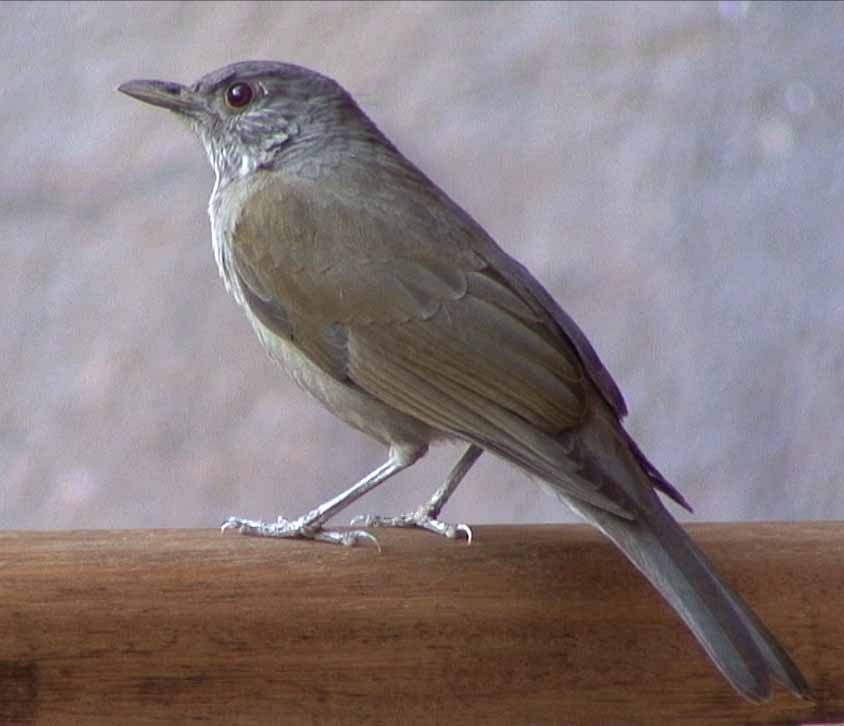 Pale-breasted Thrush - ML205078081