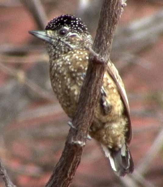 Spotted Piculet - Josep del Hoyo