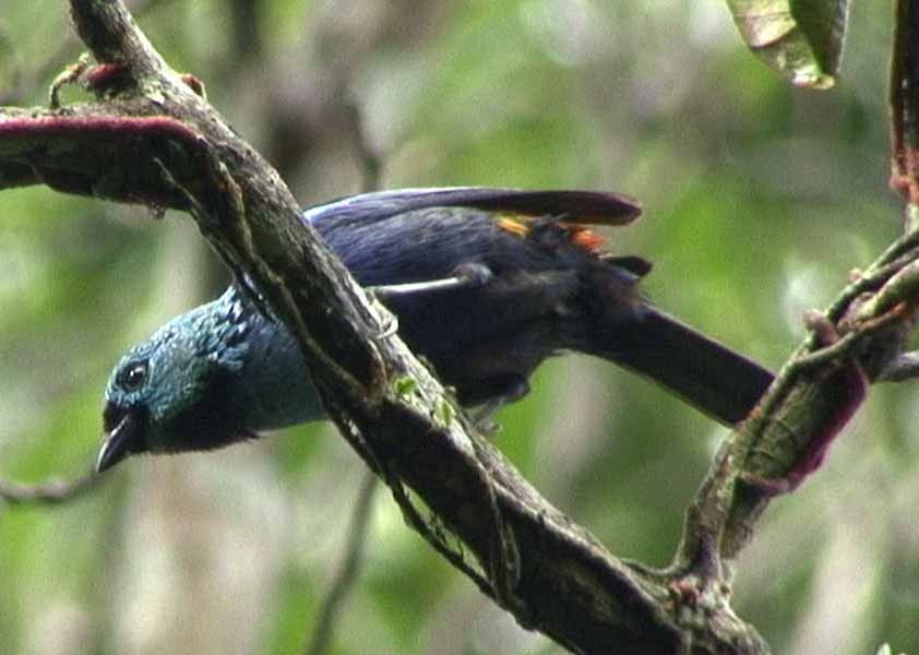 Seven-colored Tanager - ML205078151