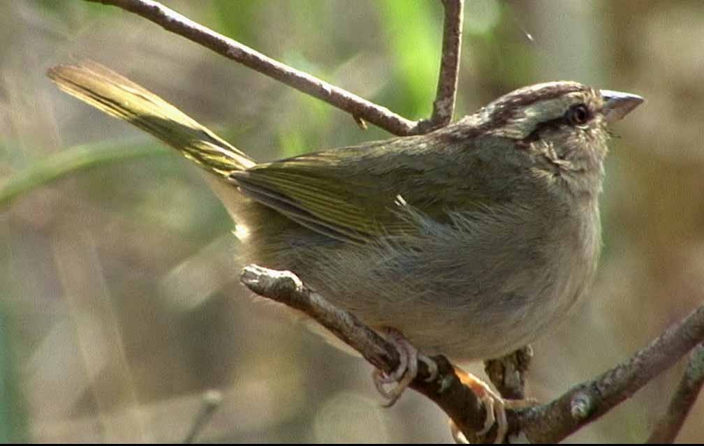 Olive Sparrow (Pacific) - Josep del Hoyo