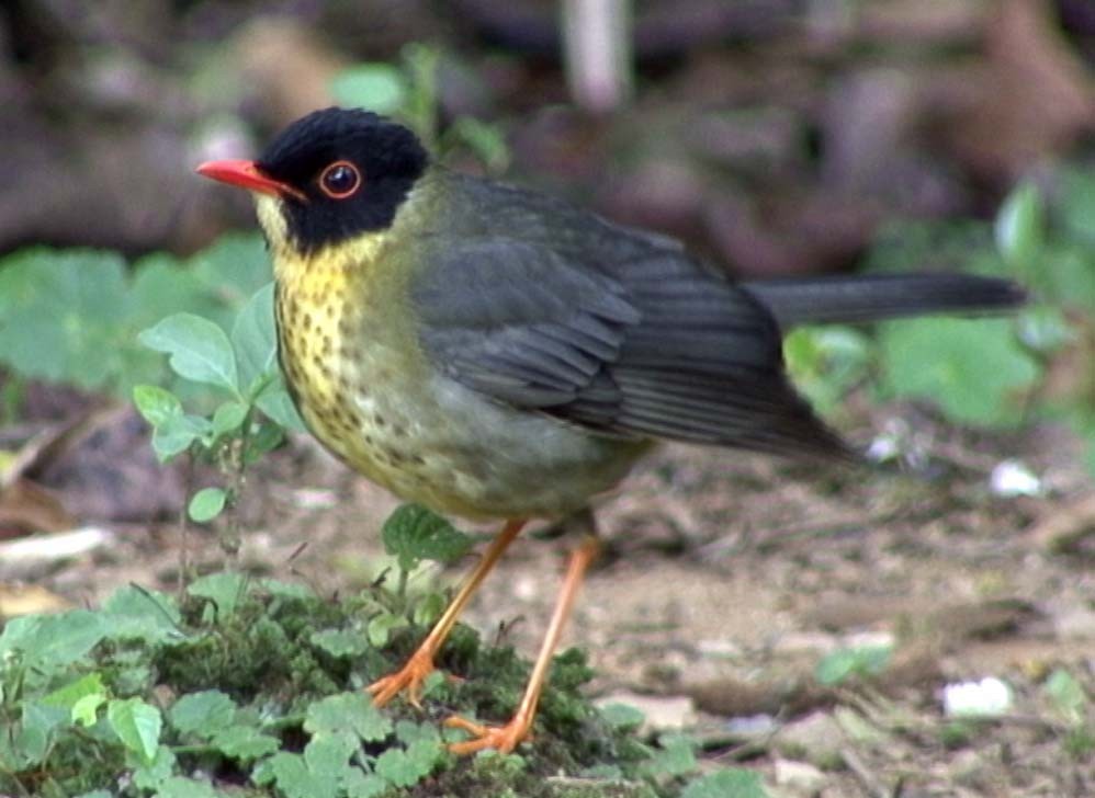 Yellow-throated Nightingale-Thrush - Josep del Hoyo