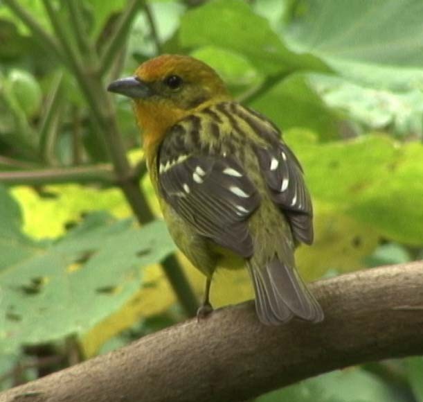 Flame-colored Tanager - ML205080161