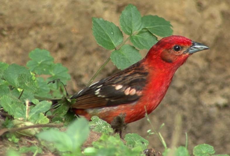 Flame-colored Tanager - Josep del Hoyo